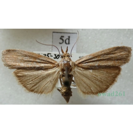 Selagia spadicella (Hübner, 1796) Slovakia5d